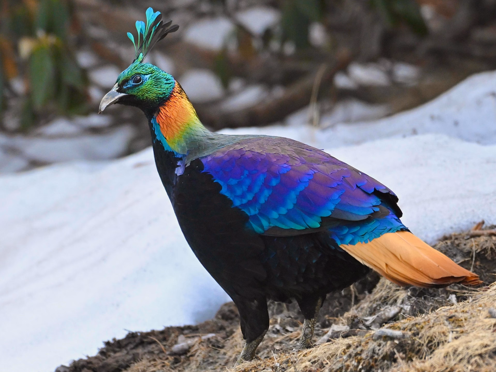 i-was-so-fortunate-to-see-and-photograph-a-himalayan-monal-v0-li84rz6dj6cf1.jpg