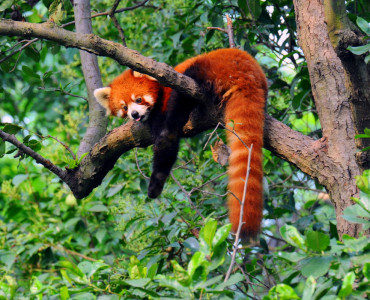 Bhutan's Unique Flora and Fauna