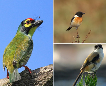 Bird Watching in Nepal