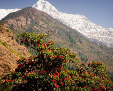 Rare Flora and Fauna in Nepal
