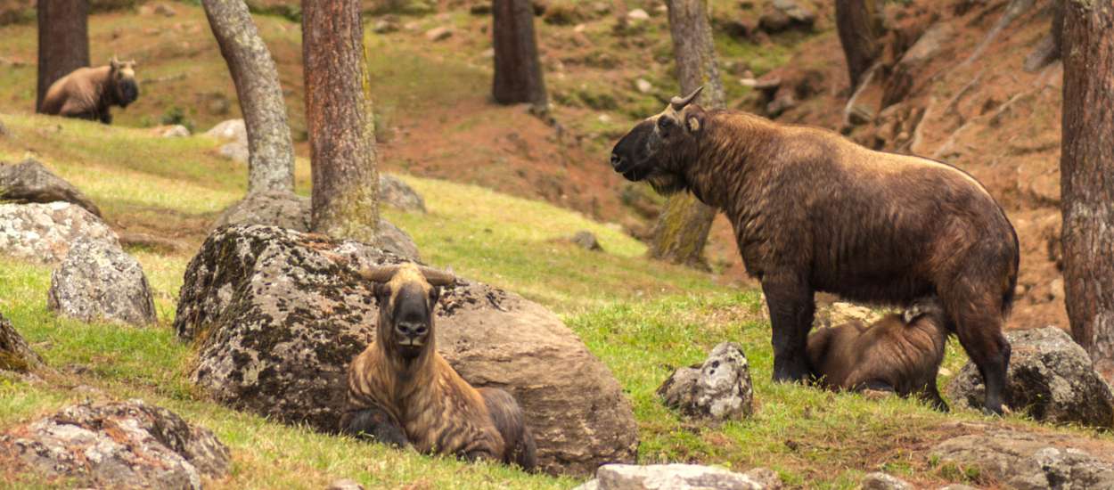 Majestic Bhutan: A Seven Day Luxury Bhutan Tour