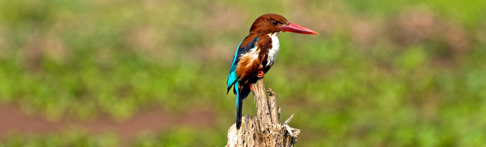 Bird Watching in Nepal