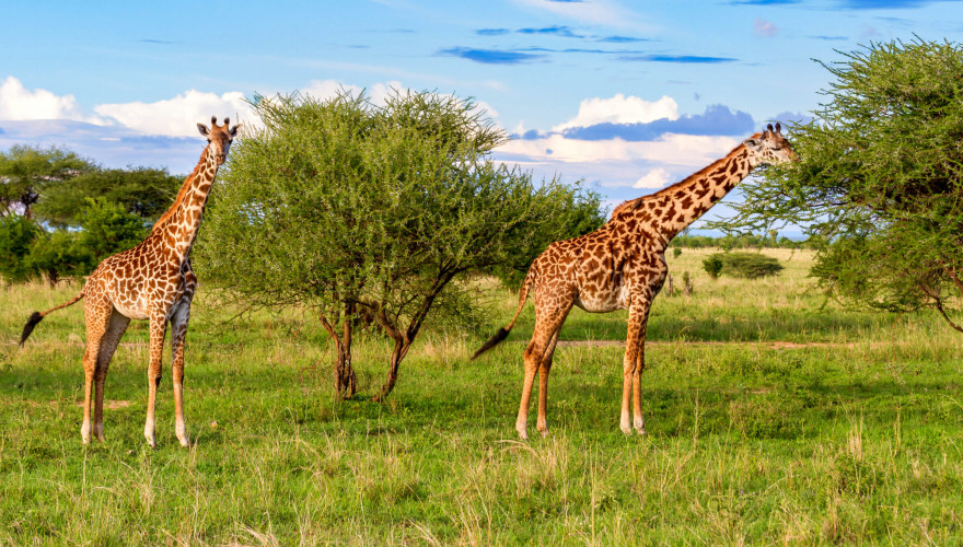 Wilderness Wonders: Tanzania Wildlife Safari Adventure